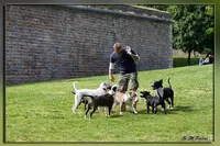Education Canine 83
