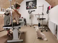 En Un Tour de Pattes Salon de Toilettage