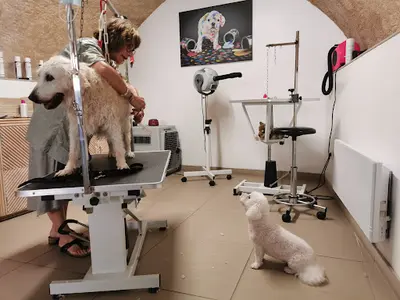 En Un Tour de Pattes Salon de Toilettage