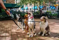 Evelyne Toilettage & Éducation Canine - A Domicile