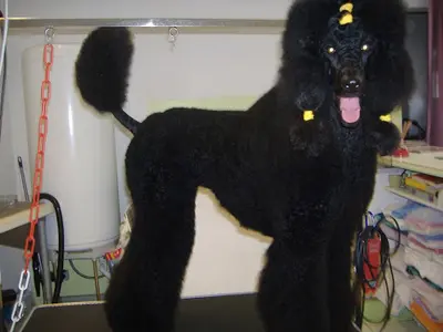 Villain Florence, au Plaisir Canin