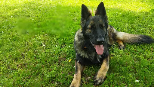 Educateur Canin Ecoute Ton Chien 72