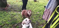 Educateur Comportementaliste Canin / Mantrailing Perception Canine le Mans Sarthe 72