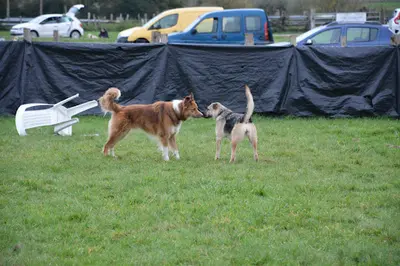 Osez le Flair