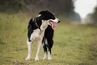 Pensez Chien - Clémentine Duguer