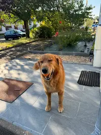 Rêve de Chien