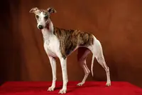 Les Whippets du Domaine des Chojnacki