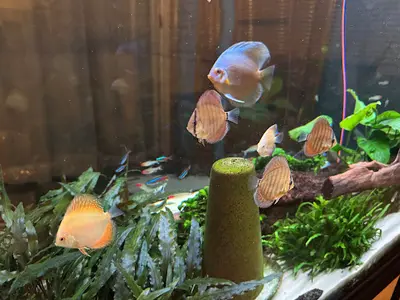 Lb Discus
