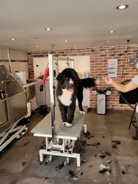 A l'Atelier des 4 Pattes Toilettage Chiens, Chats, Lapins ...