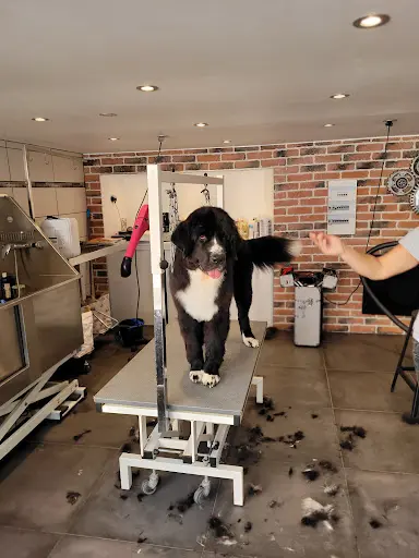 A l'Atelier des 4 Pattes Toilettage Chiens, Chats, Lapins ...