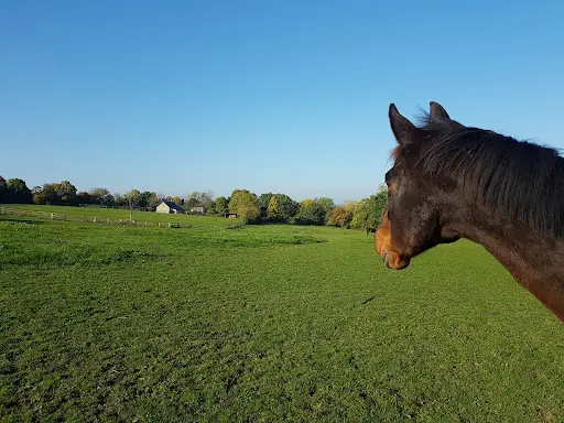 Haras d'Inlove