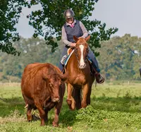 Haras de Nonant le Pin