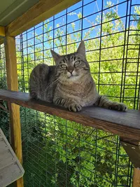 Au Paradis du Chat - Pension Féline