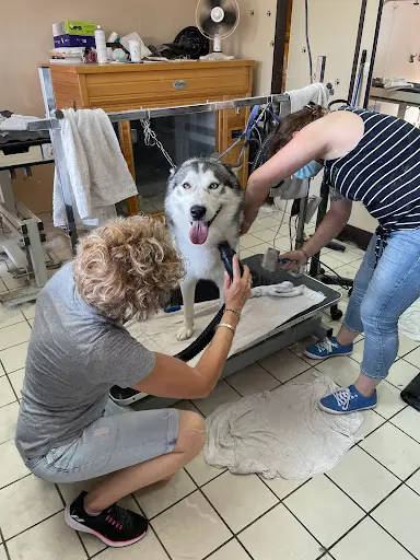 l'Academie des Chiens