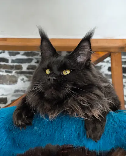 Maine Coon Loof Naïlah S Legend