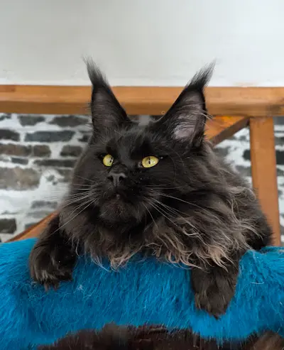 Maine Coon Loof Naïlah S Legend