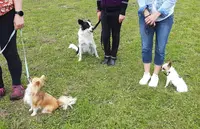 Humeurs de Chiens - Duquesnoy Christelle