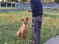 Dog S Alpha Concept - Educateur Canin - Vosges - Alsace - Meurthe et Moselle