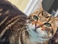 Au Matou du Montat l'Hôtel Pour Chats