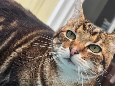 Au Matou du Montat l'Hôtel Pour Chats