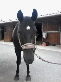 Centre Equestre les Cypres