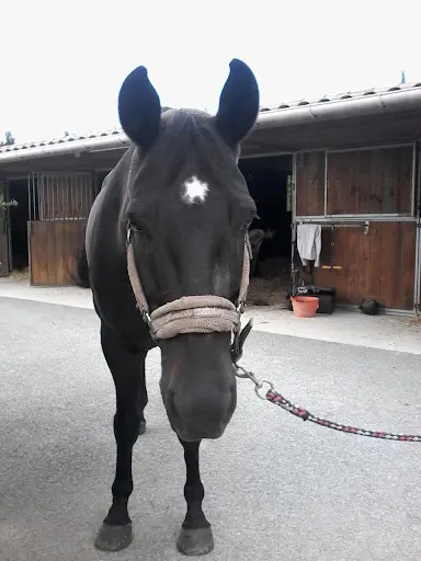 Centre Equestre les Cypres