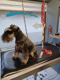 Styl Dog