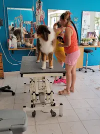 Elegance Canine