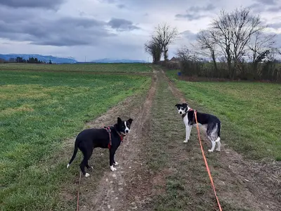 Dec Pension Canine