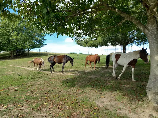 Esprit Equin Écuries Pensions et Cours Pour Chevaux