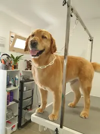 Mathidogs