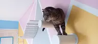 The Pets Family