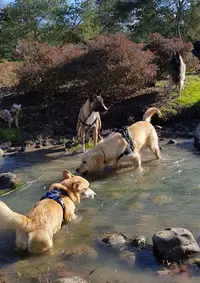 Pensée Canine