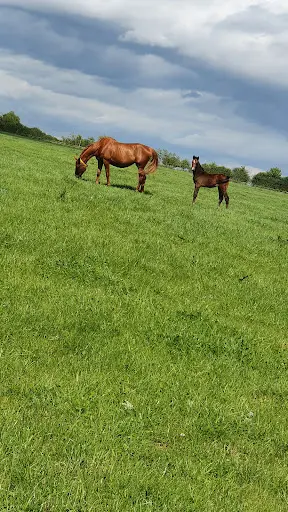 Haras de la Pomme