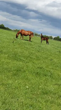 Haras de la Pomme