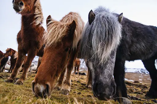 Cj Horses