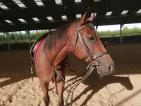 Le Petit Far West