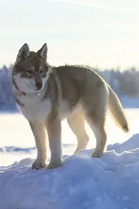 Élevage du Chalet des Edelweiss : Élevage de Siberian Husky Dans l'Orne en Normandie