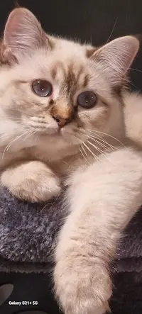 Chatterie de la Baste Dorée: Elevage de Ragdoll et Sacré de Birmanie