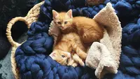 (sur Rdv) Association Kit Cat - Protection Animale