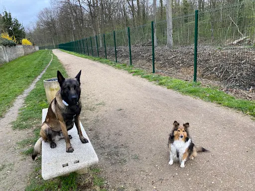 Power Dog