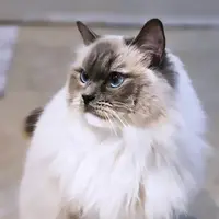 Chatterie Ragdoll des Cités d'Azur