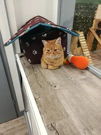 Cathouse Pension Pour Chats