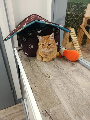 Cathouse Pension Pour Chats