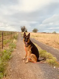 My Dog Education - Educateur Canin 78