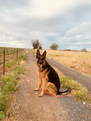 My Dog Education - Educateur Canin 78