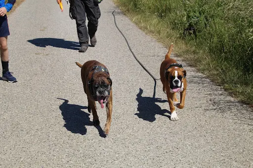 Canina Lingua David Level et Zira Éducateur Comportementaliste Canin Diplomé d'État