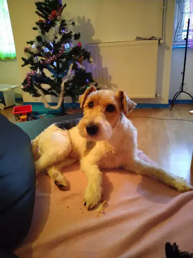 Model S Canin