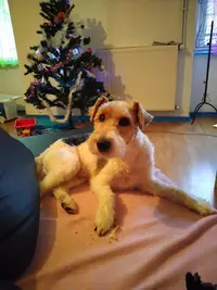 Model S Canin