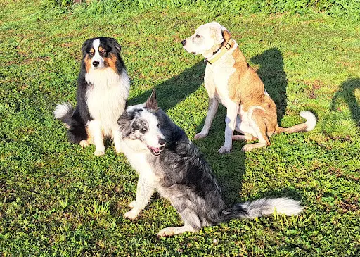 Educanin34 - Pension et Education Canine